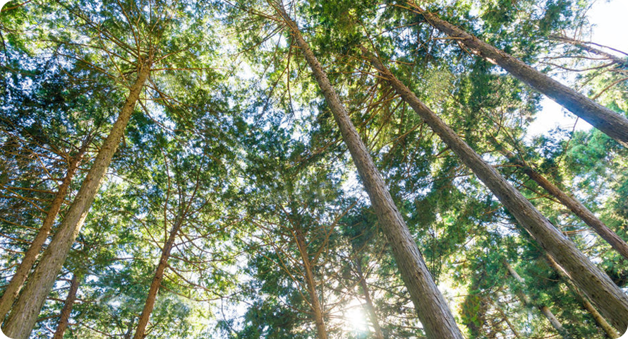 自然のぬくもりを感じる